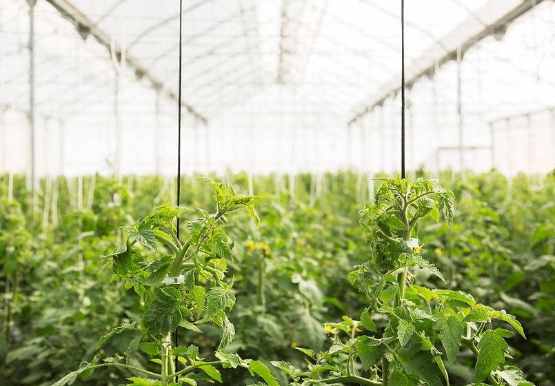 Greenhouse