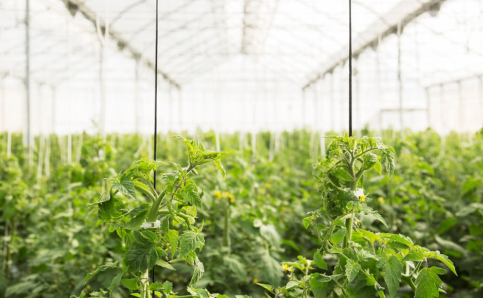 Greenhouse
