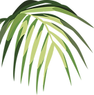 Palm Leaf Drawing