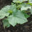 Thumbnail: CUCUMBER PLANT SEEDLINGS