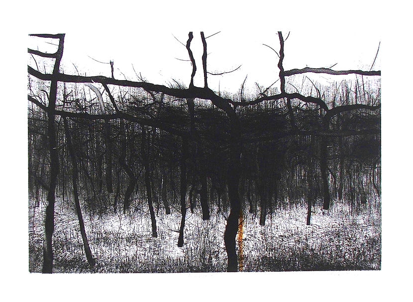 The Wood.jpeg