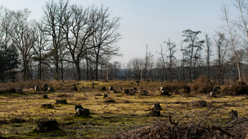 Défrichement illégal en espace boisé classé - zone naturelle protégée détruite - illustration affaire CA Versailles 17 décembre 2025