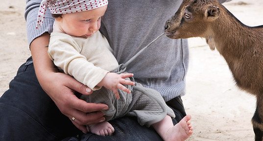 Baby Interacts With Goat