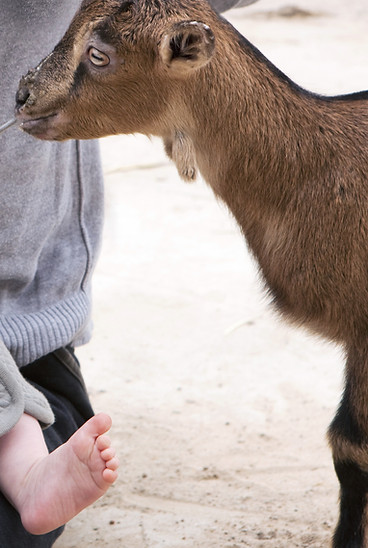 A goat pulling on the drawstring of a ba