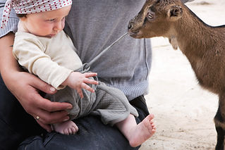 赤ちゃんのズボンのドローストリングを引っ張るヤギ