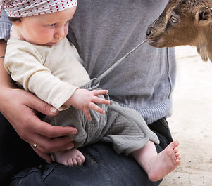 A goat pulling on the drawstring of a baby's pants