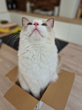 violet ragdoll cat