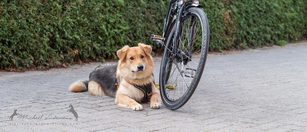 Ein Hund liegt dicht neben einem Fahrrad.