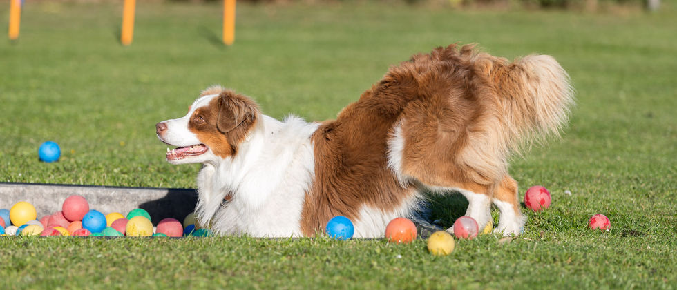 Ein Hund schreitet in ein großes Bällebad.