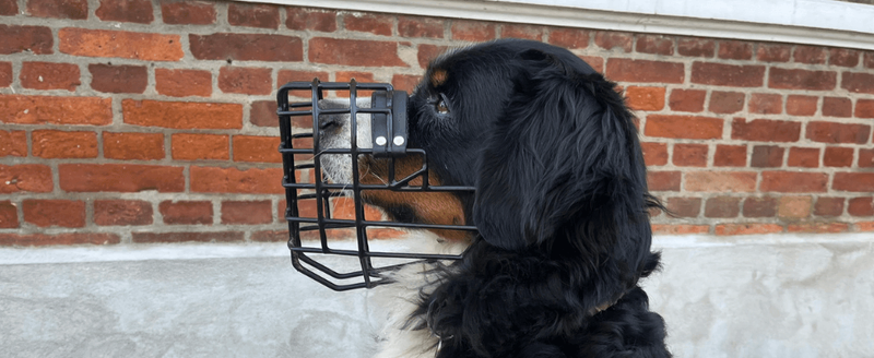 Ein Berner Sennenhund ist von der Seite abgebildet und trägt einen schwarzen Maulkorb.