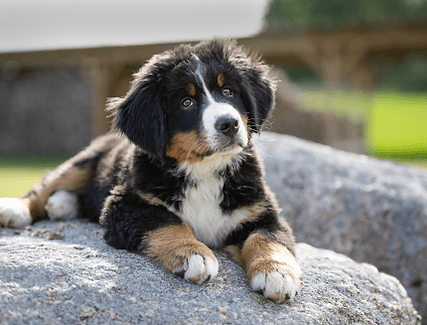 Ein junger Welpe liegt auf einem Stein, es ist ein Berner Sennenhund.