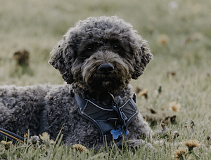zusatzkurse-hundeschule-anni-warfen (3) (1).png