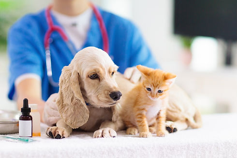 Vet examining dog and cat. Puppy and kitten at veterinarian doctor. Animal clinic. Pet che