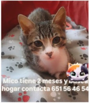 Mico
