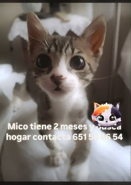 Mico