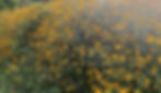 Rudbeckia