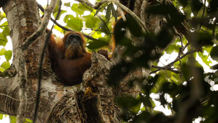 SECRET LIVES OF ORANGUTANS