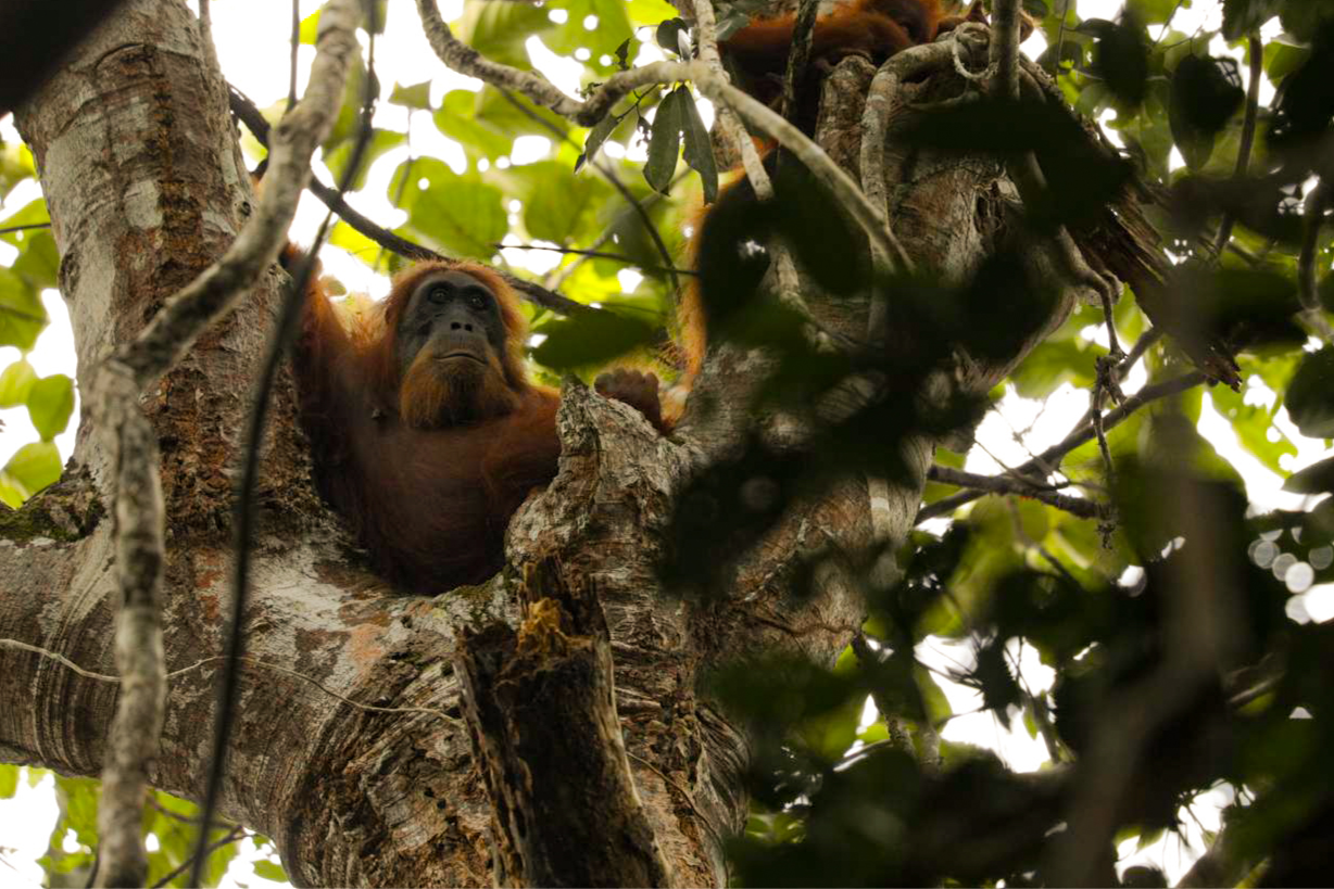 SECRET LIVES OF ORANGUTANS