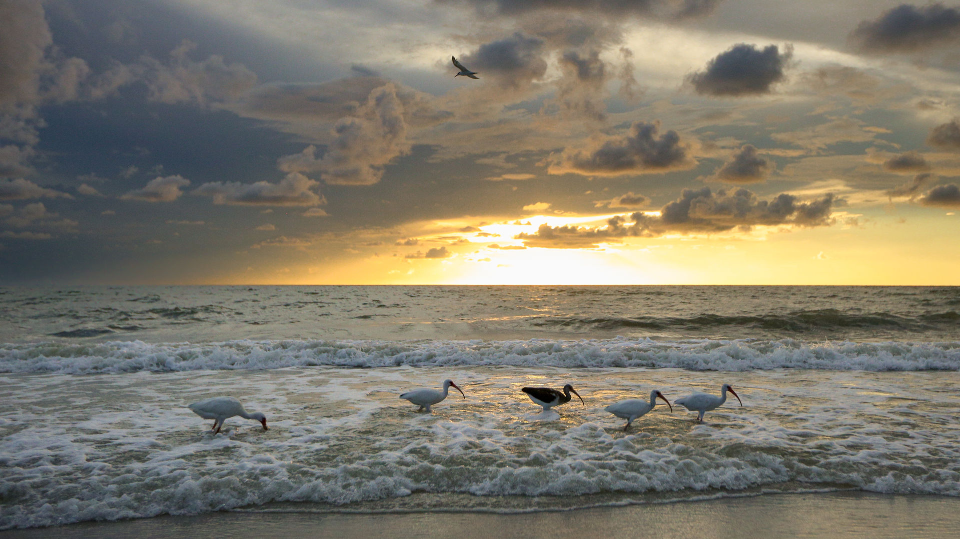 FLORIDA: AMERICA'S ANIMAL PARADISE