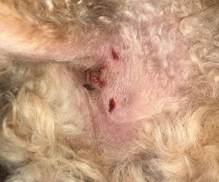 01 - BASELINE - POSTOPERATIVE ANAL GLAND INFECTION.jpg