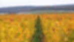 PAYSAGE CHAMPILLON AUTOMNE