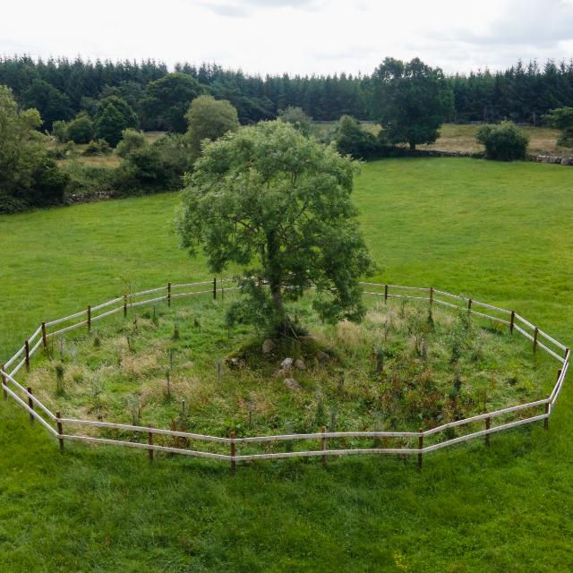 Community Tree Planting Day at Slieve Aughty Centre.