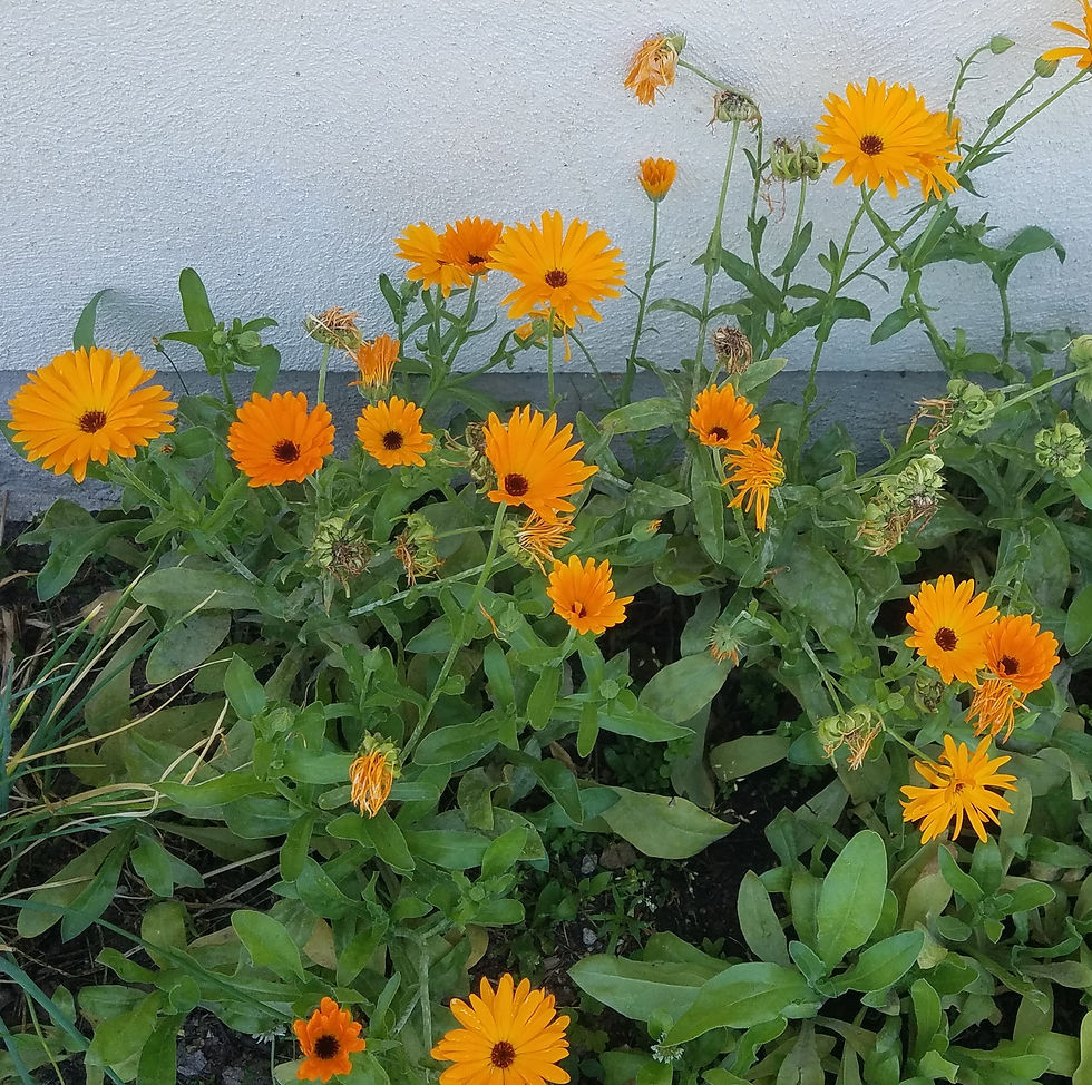 Calendula