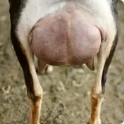 Better Wayz Swiss Bliss