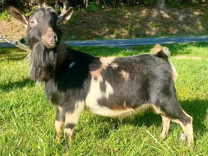 Better Wayz Helvetic Bliss