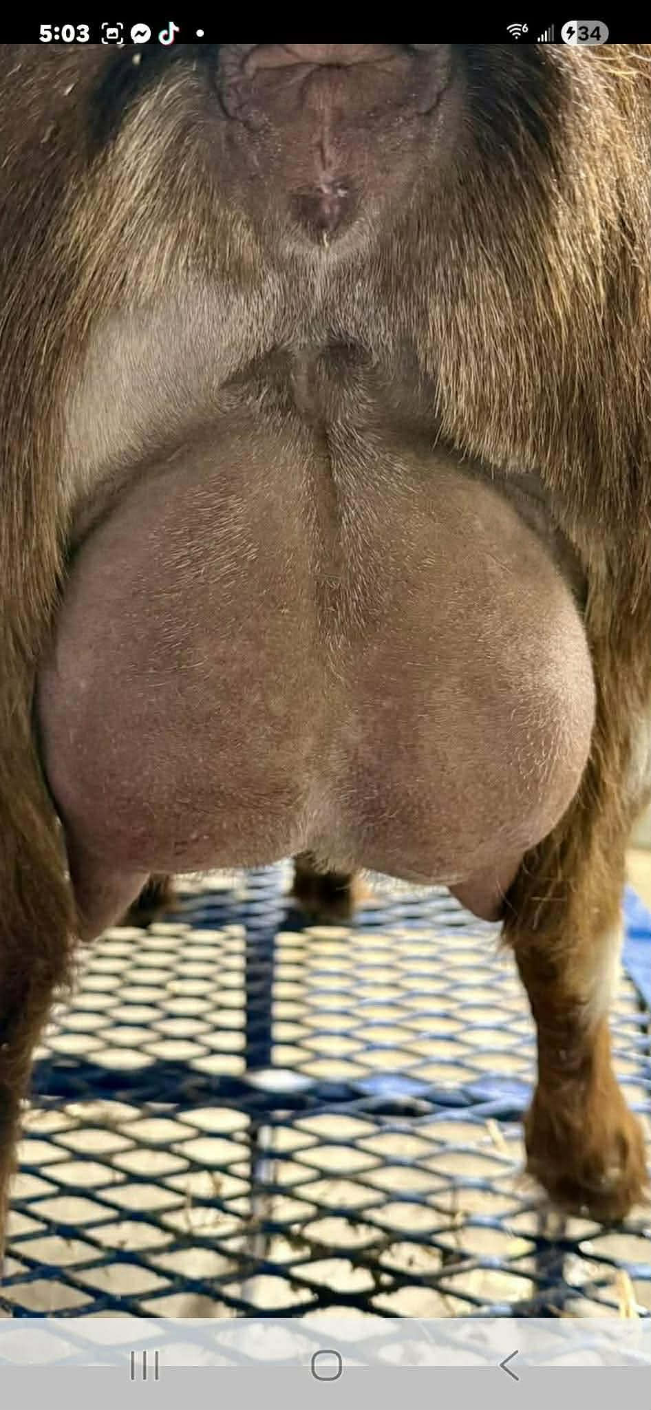 Bella Vitorio Gloria Belle