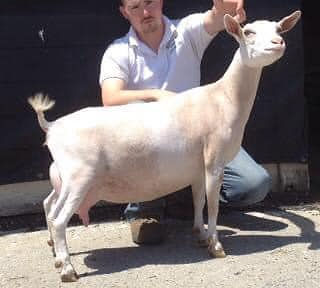 CH Atwood Acres Dott 1*M