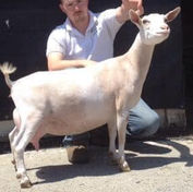 CH Atwood Acres Dott 1*M