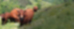 header-home.jpg