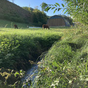 Salerskühe auf der Weide  im Ankenland 