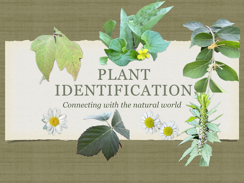 Plant identification.001.jpeg