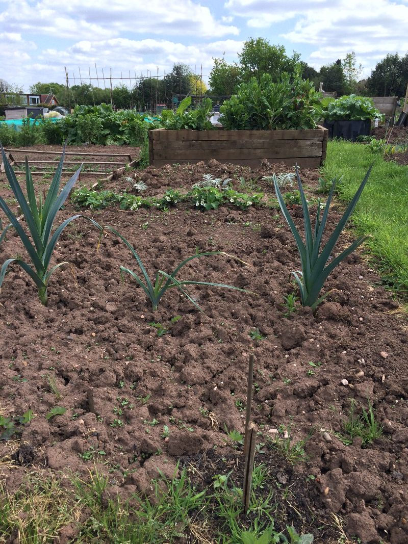 Allotment Allesley Coventry