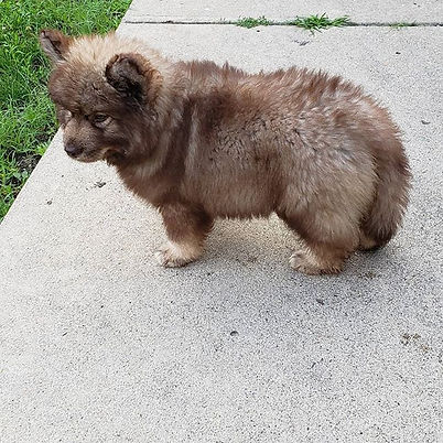 Tikani 💜🐺_#copperwooly _#woolysiberianhusky _#Siberianhuskypuppies _#huskynation_#huskie