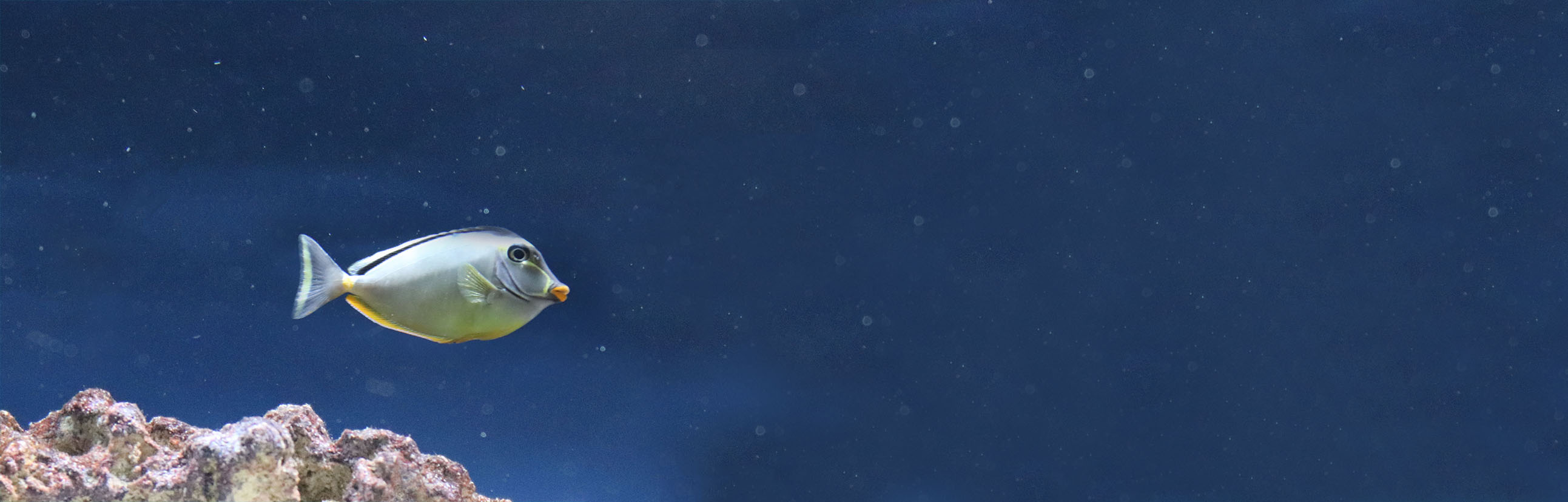 closest pet store with fish