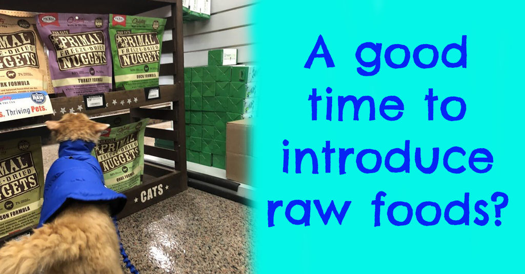 how to introduce raw food to cats