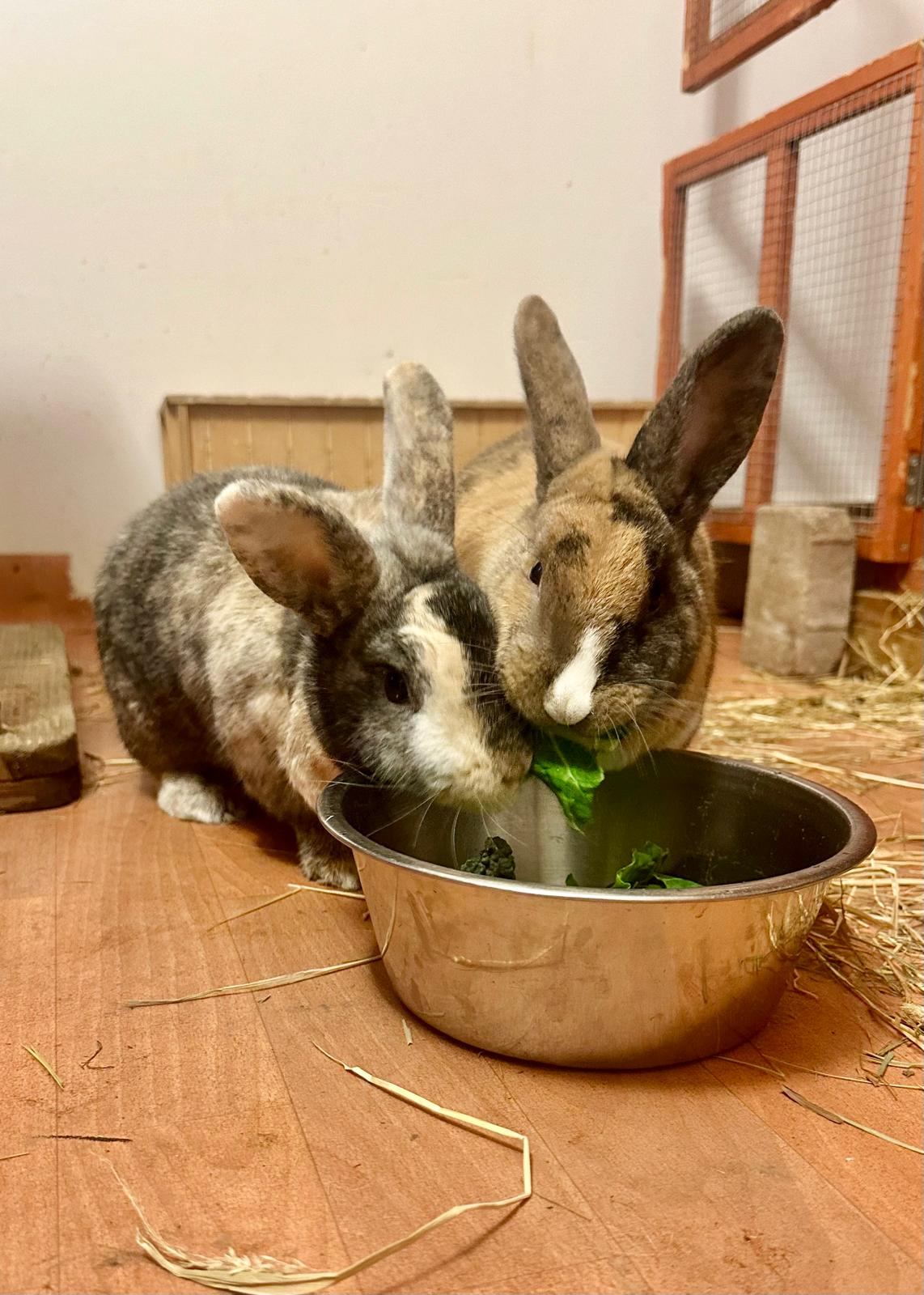 Chelsea Bun & Chutney — photo 3