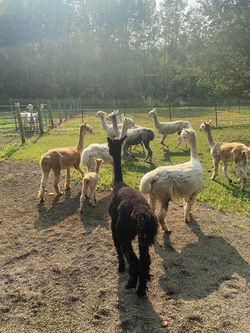alpacas