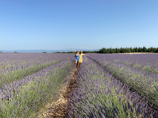 lavender fields.HEIC