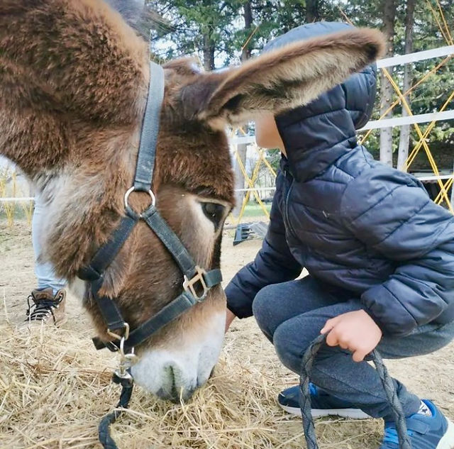 A boy with a donkey
