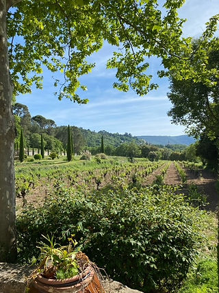view of a french vinyard