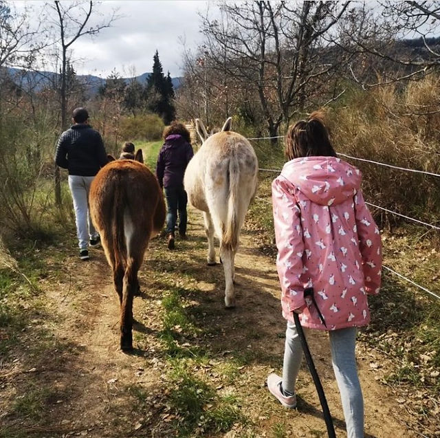 A family walking with a donkey