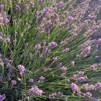 lavender close up