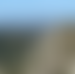 vue de la foret des cèdres