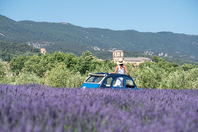 A 2CV in the Lavender fields