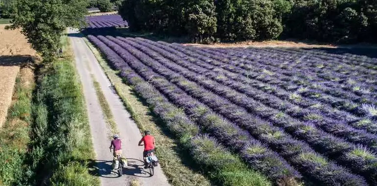 Cycling through the lavender fields
