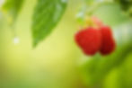 Himbeere
